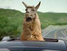 Llama