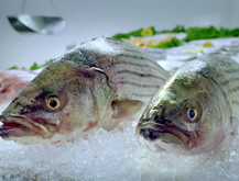 Take It From a Fish