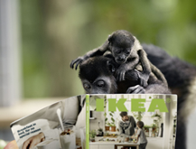 Monkeys