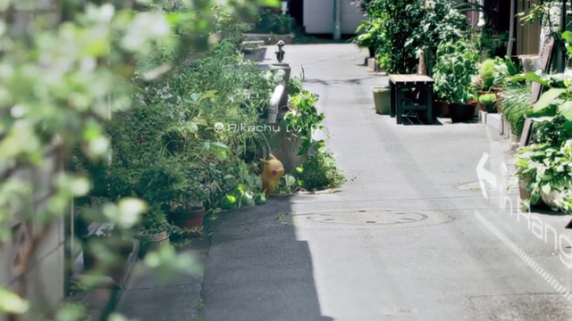 Discover Pokémon in the Real World with Pokémon GO!
