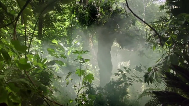 Farewell to the forest