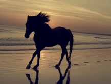 Caballo