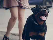 Perro