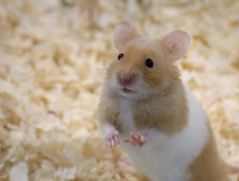 Hamster