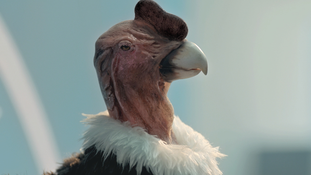 Condor