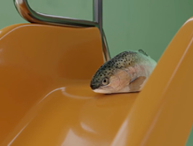 The Fish