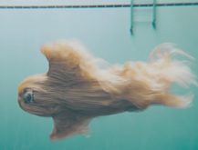 The Swim