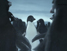 Pingüinos