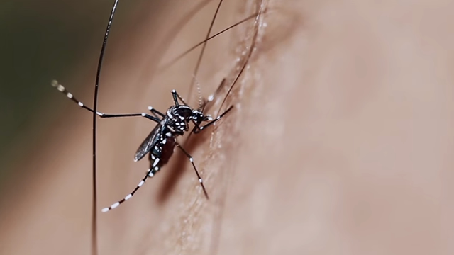 The Mosquito Killer Billboard