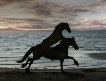 El caballo Maximiliano