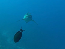 Tiburón