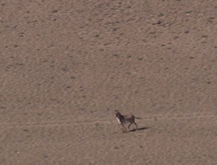 Caballo