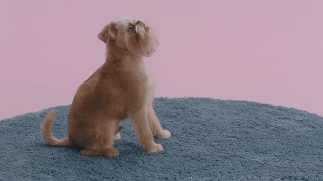 Perro
