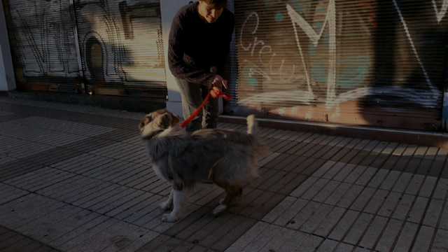 Perro