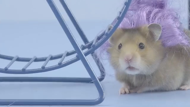 Veloci Hamster