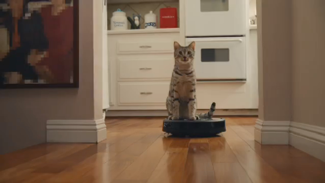 Teaser Room Cats
