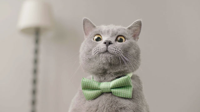 #GatoEncerrado
