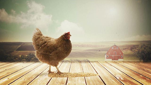 The Popping Chicken