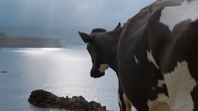 Vacas Felizes