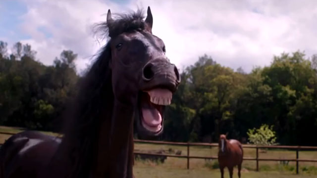 Laughing Horses