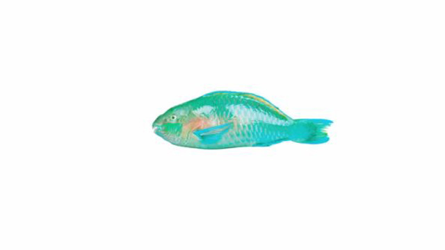 Caso - The invisible fish