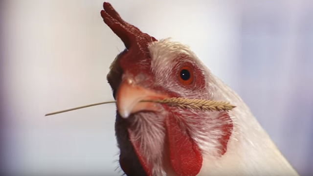 The Whole Chicken