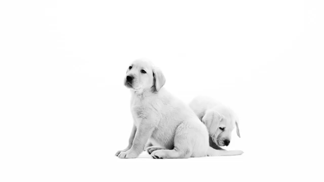 Tu cachorro todavía no es un perro