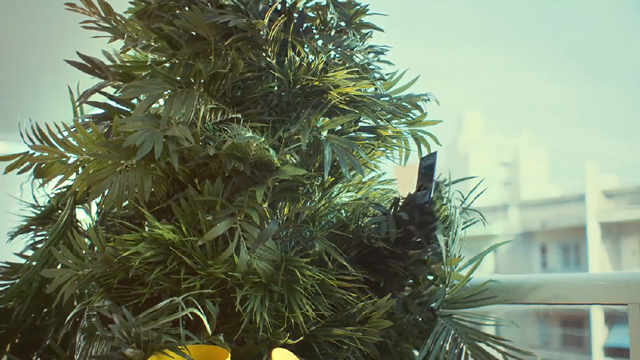 Plantas