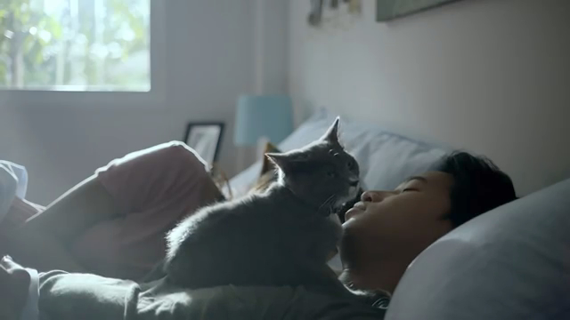 Her Cats