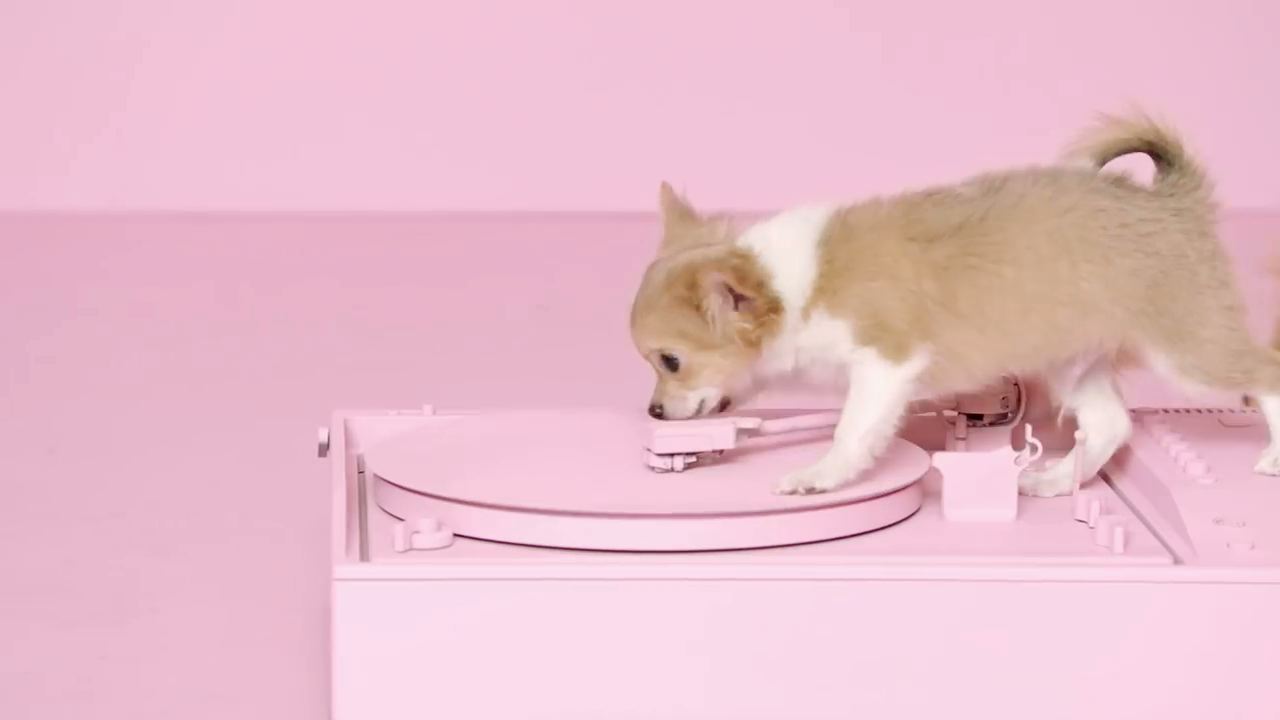 Puppies