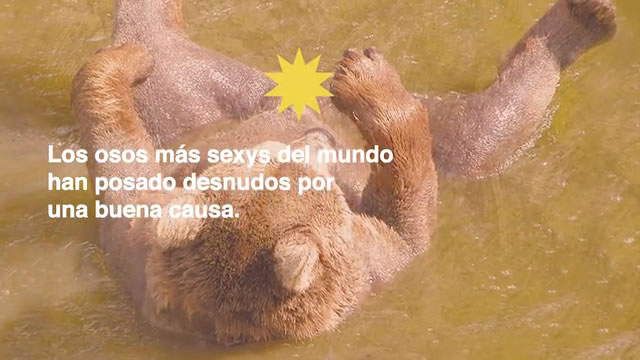 Sexy Bears