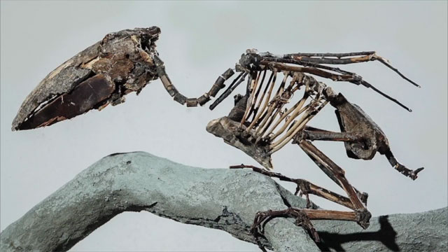 Deforested bones