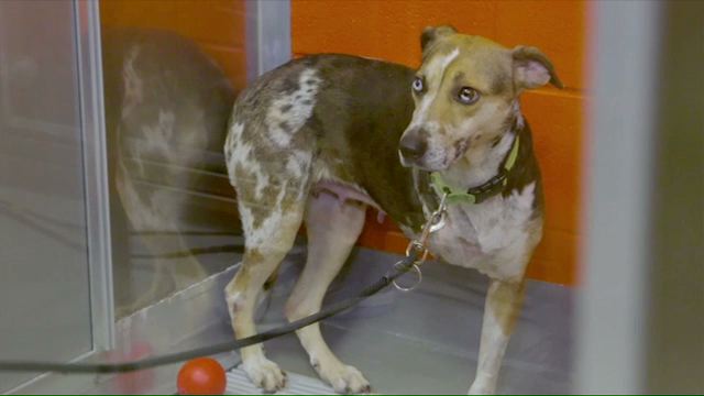Mission Adoptable