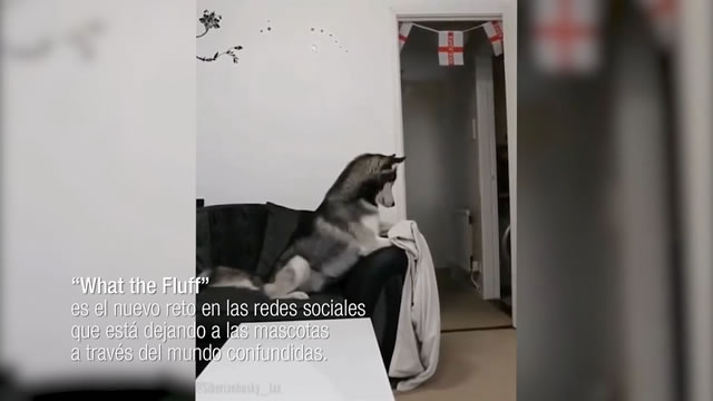 #WhatTheFluff