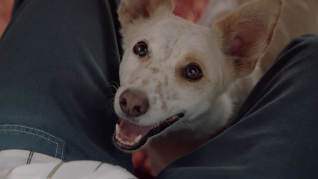 Dogpper