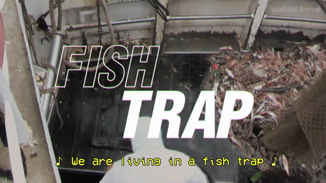 Fish Trap