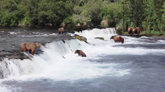 Hungry Bears