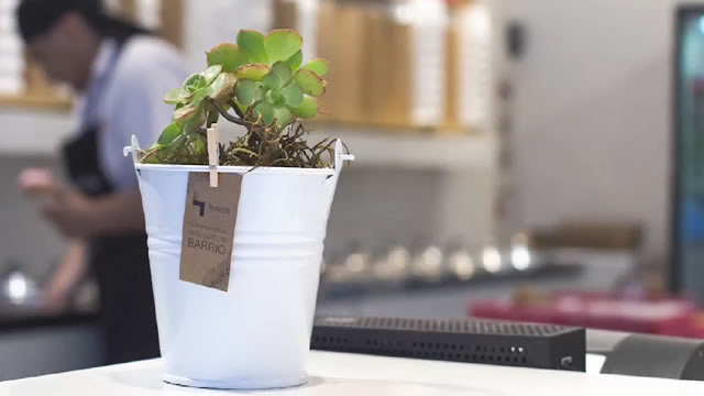 Plantitas