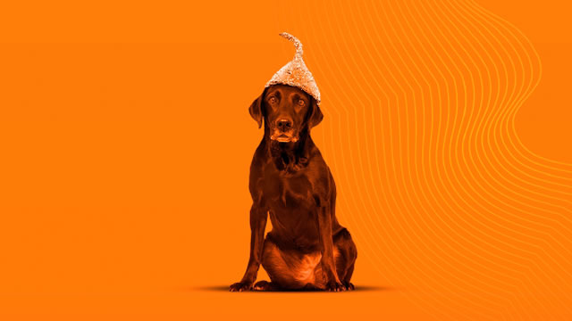 Perro