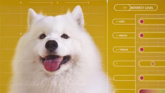 Caso - Pet-Commerce