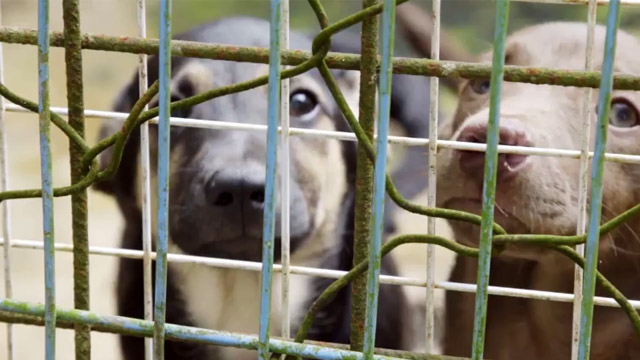 Caso Rescue Dogz (Cannes 2019)
