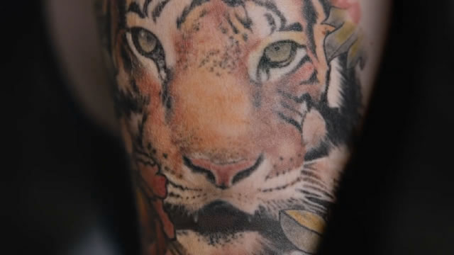 Tiger