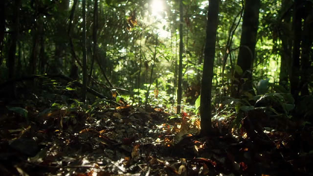 Código da Consciência - Raoni Metuktire