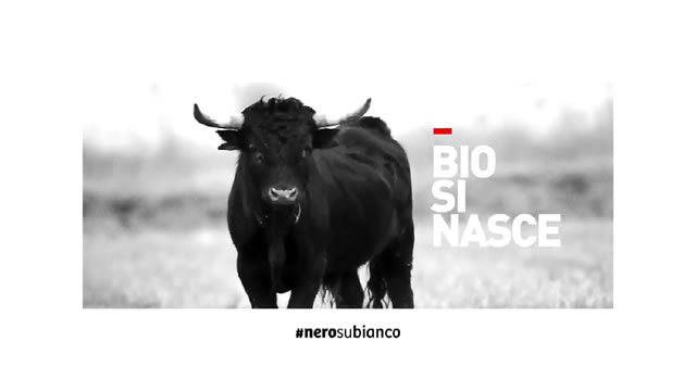 Toro