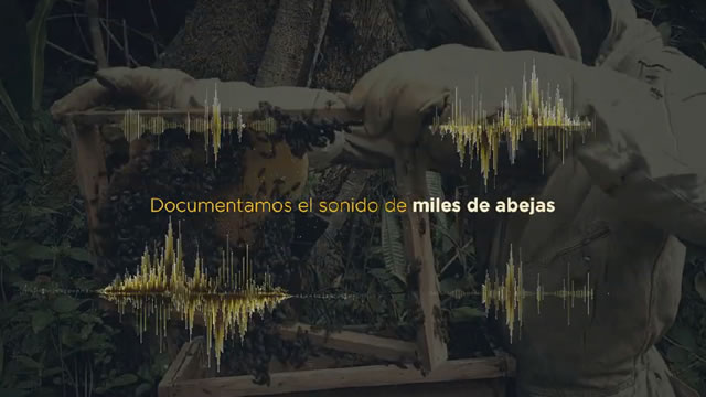 Caso - Sonidos de la Extinción