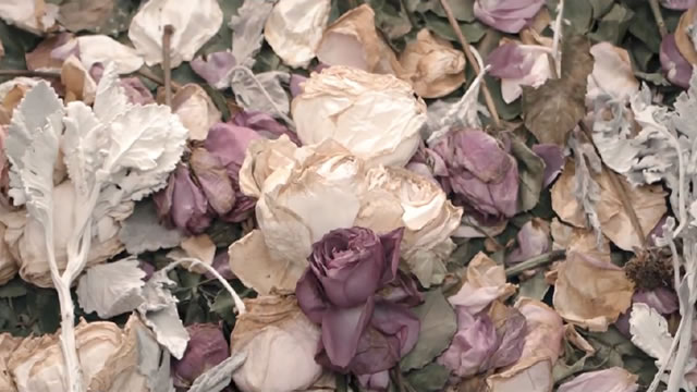 The Dead Flower Project