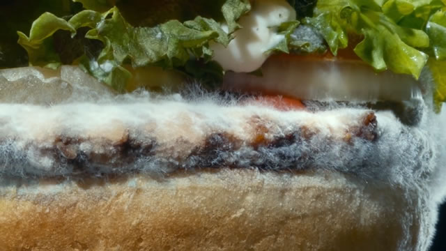 The Moldy Whopper
