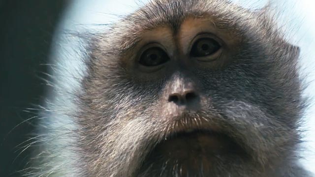 Animales Reclaman