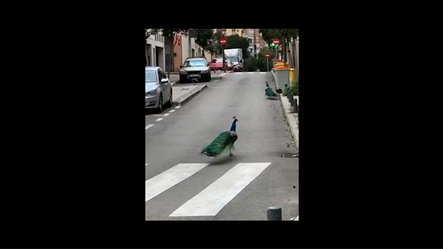 Cuando salgamos