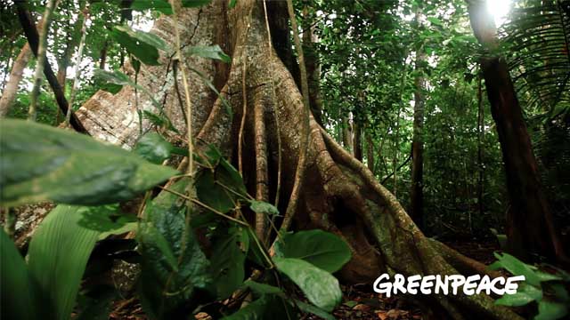 Amazônia 